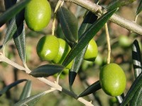 KRETA