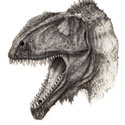 Dinozauro Eocarcharia dinops rekonstrukcija