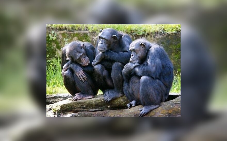 Американским шимпанзе отказали в правах человека