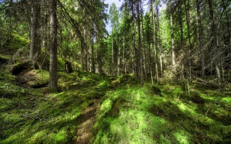 Работа у литовских работодателей в финских лесах - зарплата 2500 евро