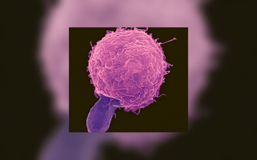 Стволовые клетки: надежда на молодость и здоровье