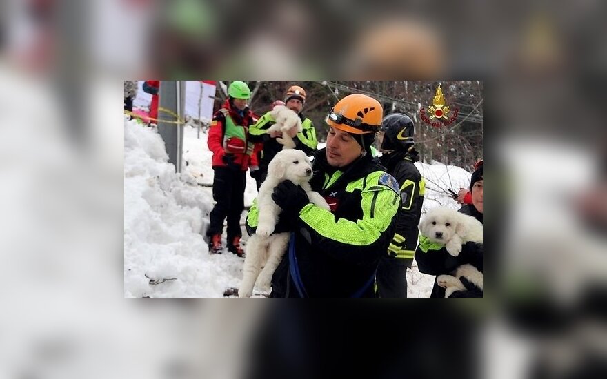 В Италии из накрытого лавиной отеля спасли трех щенков