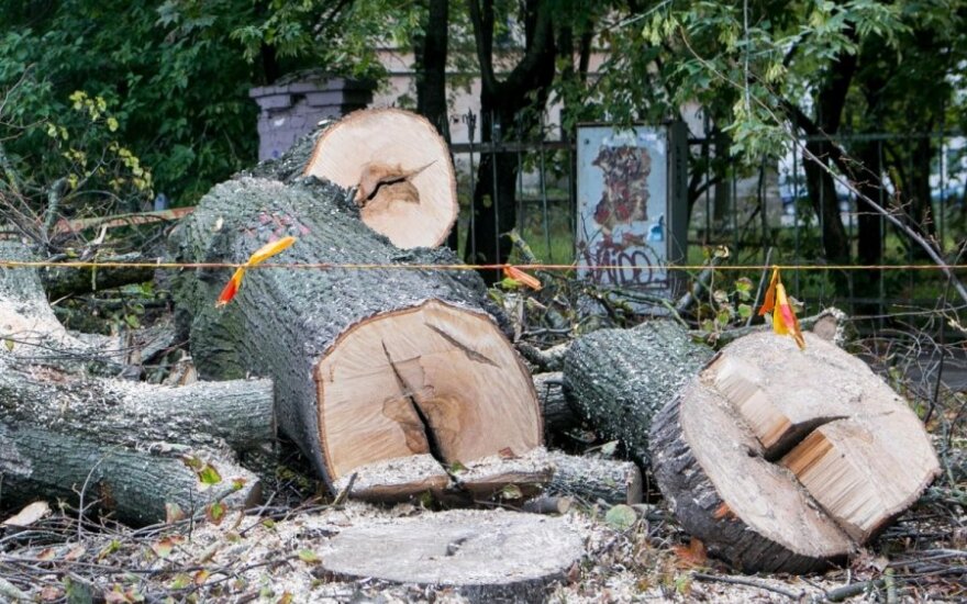 Pjaunami medžiai
