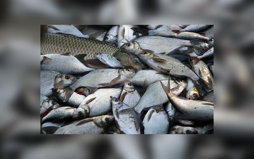 Рыбаки: торговать свежей рыбой - невыгодно