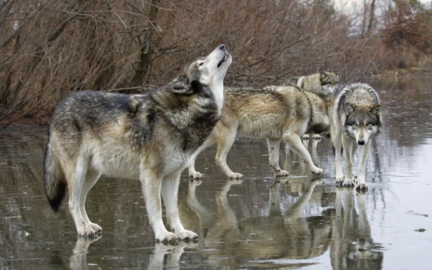 Samorządy będą płaciły za szkody wyrządzone przez wilki