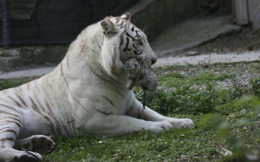 Ukrainoje pasaulį išvydo retų baltųjų tigrų jaunikliai