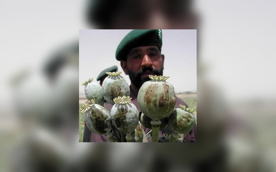 Pakistano karys laiko pluoštą aguonų, iš kurių gaminamas opiumas. Pakistano pajėgos pirmadienį sunaikino aguonų laukus netoli Afganistano sienos.
