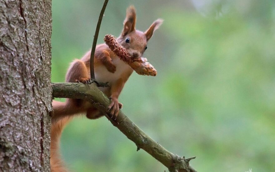 Eglės sėklelėmis sotinasi voveraitė