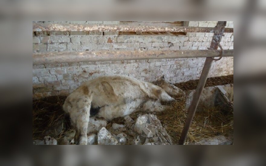 Taip atrodė ūkininko A. A. Kaušakio tvartas