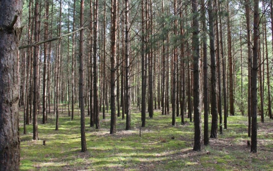 Прогноз: ожидается +19 градусов