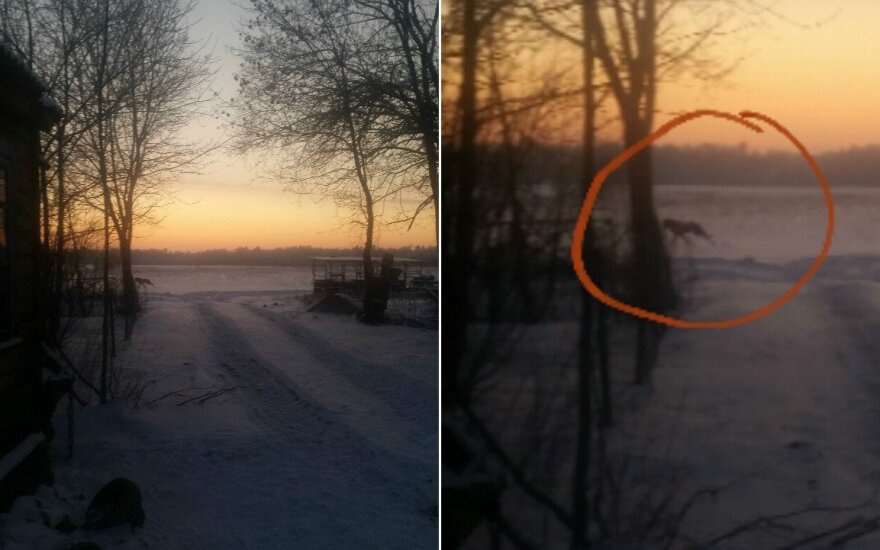 Vilkas prie namų