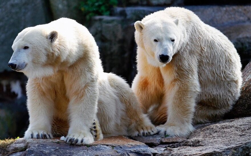 Норвежская экспедиция ищет охранника от белых медведей