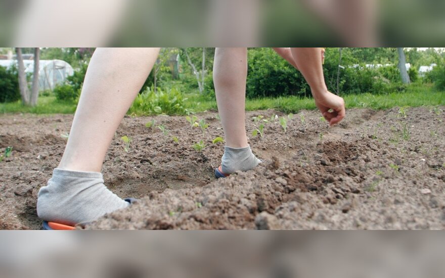 На сельскохозяйственном предприятии в Шяуляй гнули спины 26 нелегалов