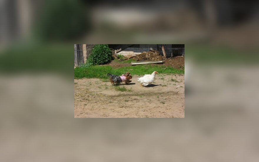 Жители Купишкис лишились 20 уток и 70 куриц