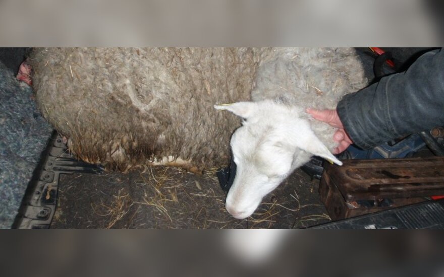 В багажнике авто полиция обнаружила живую овцу