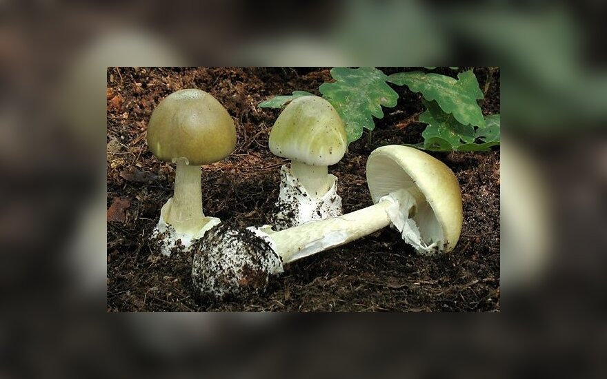 В Алитусе женщина скончалась, отравившись грибами