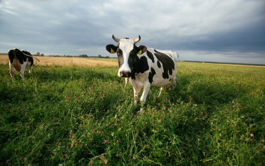 Danone из-за контрсанкций перевозит 5000 коров из ЕС в Сибирь