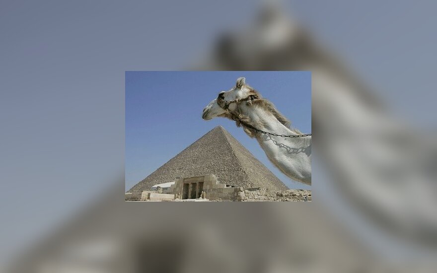 Kupranugaris šalia Gizos piramidės Egipte. 