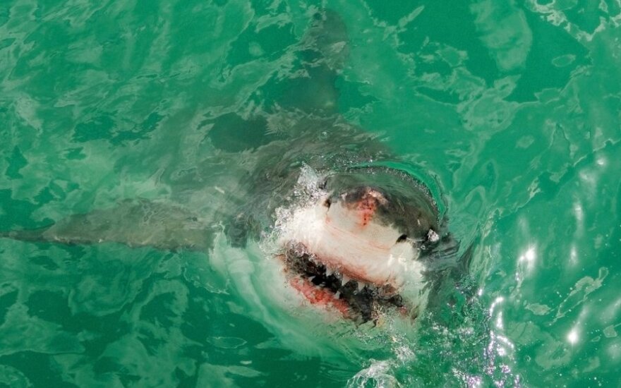 В Западной Австралии охотятся на акулу-убийцу