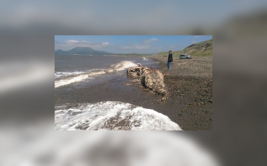 На берег Сахалина выбросило тушу гигантского "динозавра"