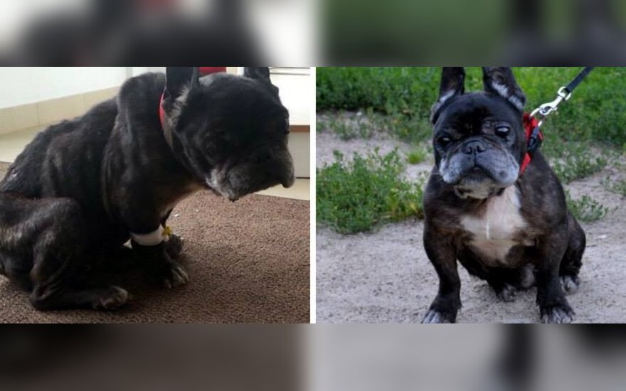 Prancūzų buldogas Žirnis jį atradus ir liepos pabaigoje. Organizacijos  „Dogspotas“ nuotr. 