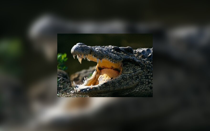 В Бангладеш священный крокодил загрыз паломницу