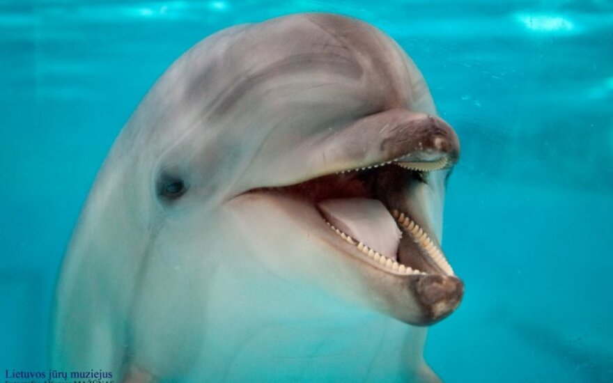 ВИДЕО: Дельфин вернул девушке упавший в море смартфон