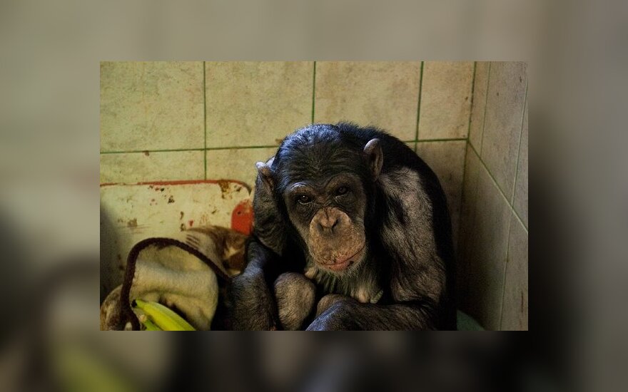 Шимпанзе Регину освободили из карцера