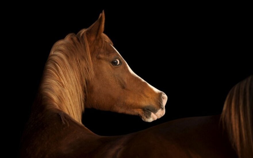 От травм, нанесенных лошадью, женщина скончалась через месяц