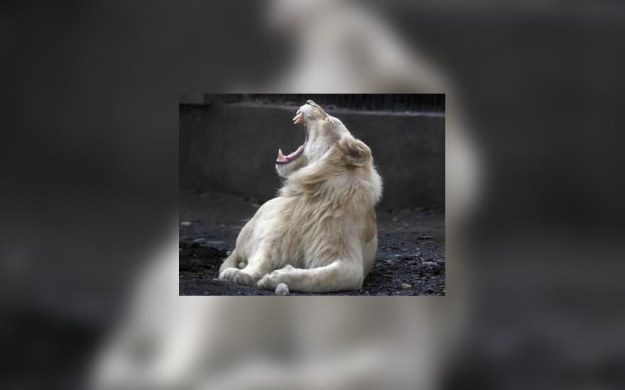 Dvejų metų baltasis liūtas Khanas Alma Atos zoologijos sode žiovauja džiaugdamasis saulės kaitra. 
