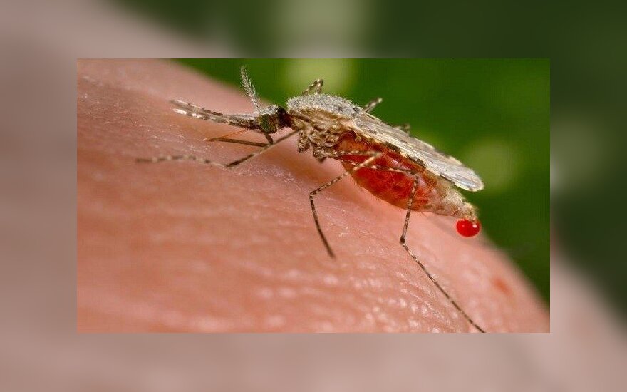 В Клайпеде зафиксирован случай малярии