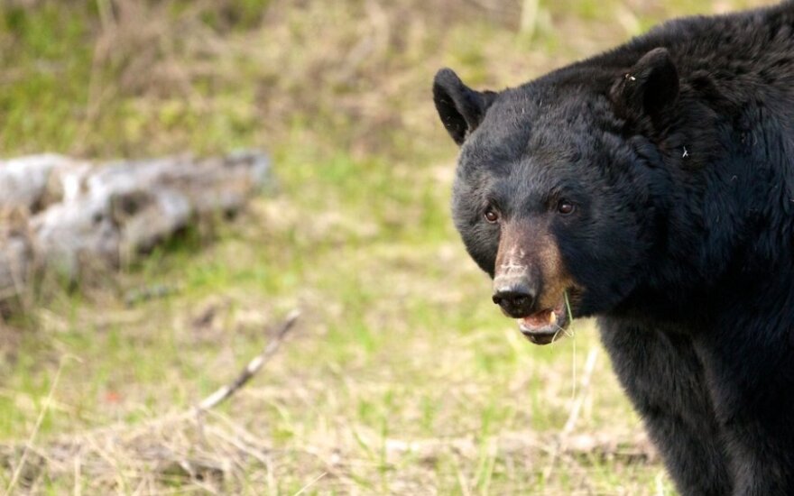 На Камчатке объявлена тревога из-за медведей