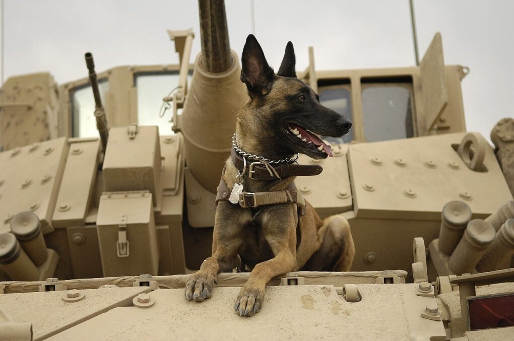 Belgų Malinua veislės šuo Bradley pėstininkų kovos mašinoje. Irakas.2007-ieji