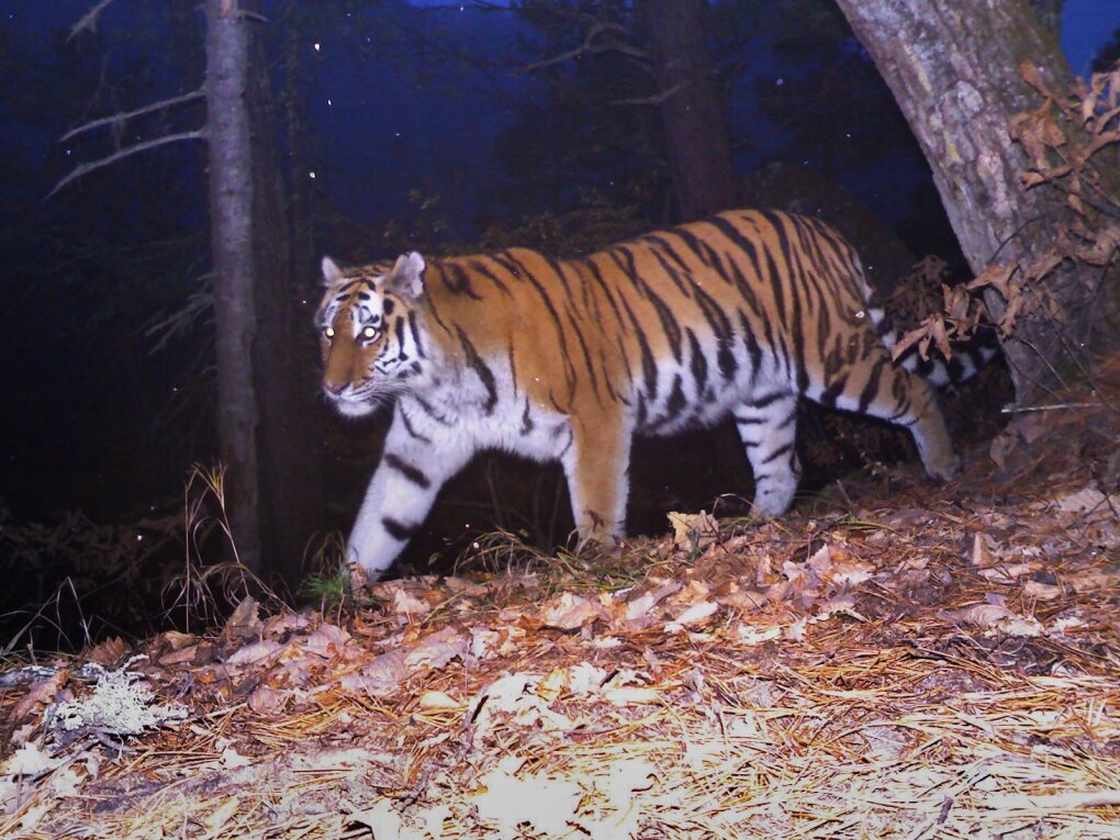 Sibiro tigras