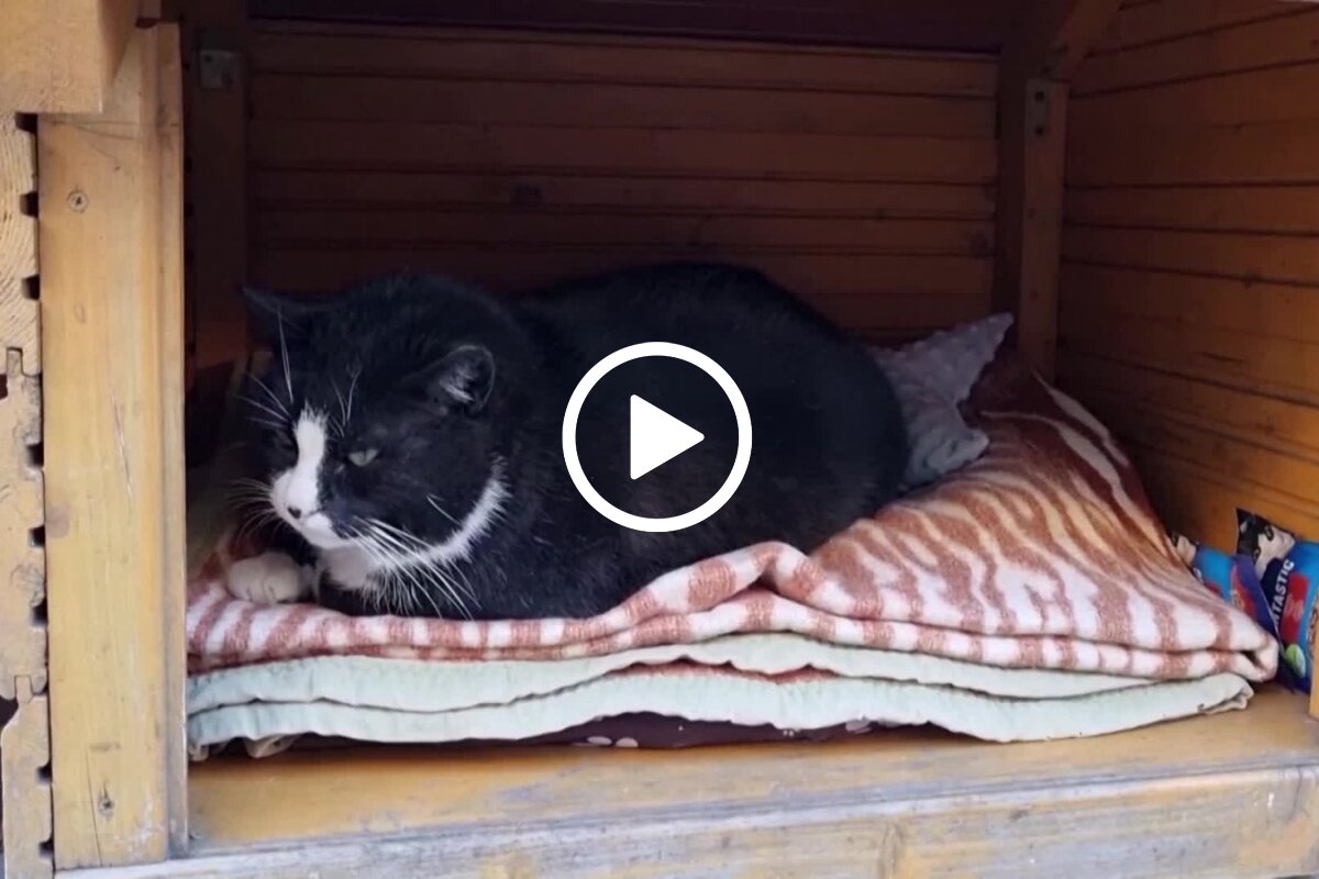 En polsk by ble gjort berømt av en katt med en TikTok-konto
