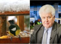 Užsitęsus žiemai gamtininkas Selemonas Paltanavičius ragina pasirūpinti paukščiais