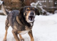 Šuo dėl pramogos išpjovė būrį vištų – kaltų kol kas nėra