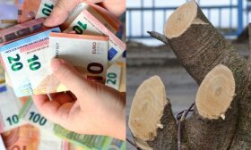 Po nukirsto ąžuolo skandalo – priminimas ir privačių sklypų savininkams: kokie veiksmai gresia dideliais nemalonumais