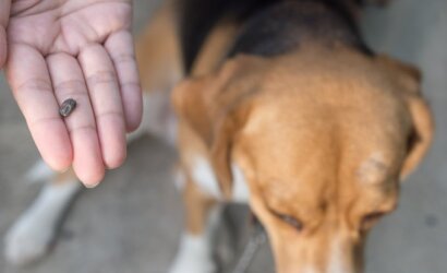 Veterinarai vos spėja suktis: pabudusios erkės sukėlė mirtiną pavojų