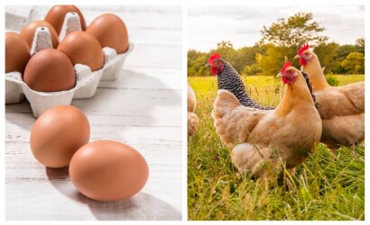 Pirkėjus ragina pirkti tvaresnius kiaušinius