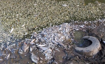Kazlų Rūdos tvenkinyje – tūkstančiai žuvų gaišenų: šaukia pasitarimą dėl ekstremalios padėties