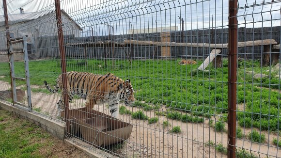 Tigrai Kalvarijos zoologijos sode