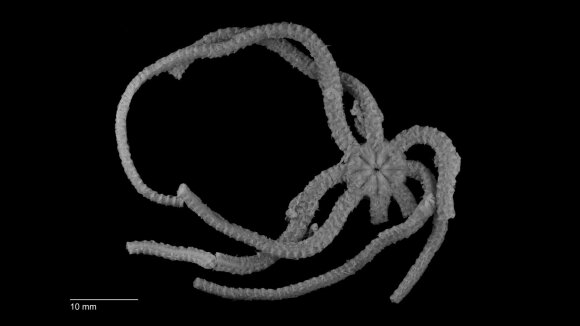 Naujai atrasta trapioji jūrų žvaigždė turi ypatingą kūno struktūrą. C. Harding/Museums Victoria nuotr.