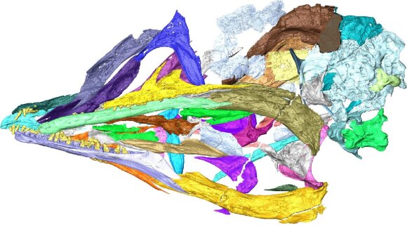 Dinozaurų ir paukščių kaukolių panašumai. Min Wang et al. iliustr.