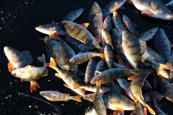 Ruošiami nauji draudimai žvejybai Kuršių mariose: kas keisis?