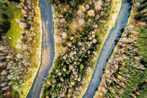 Klimato kaita keičia Lietuvos mišką: žiemą dygsta grybai, bunda barsukai, atklysta šakalai