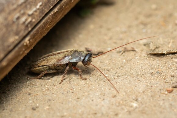 Diploptera punctate tarakonas Shutterstock