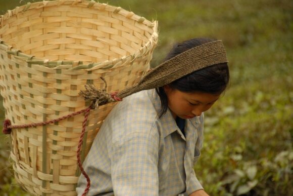Moteris renka arbatą arbatos plantacijoje Indijoje