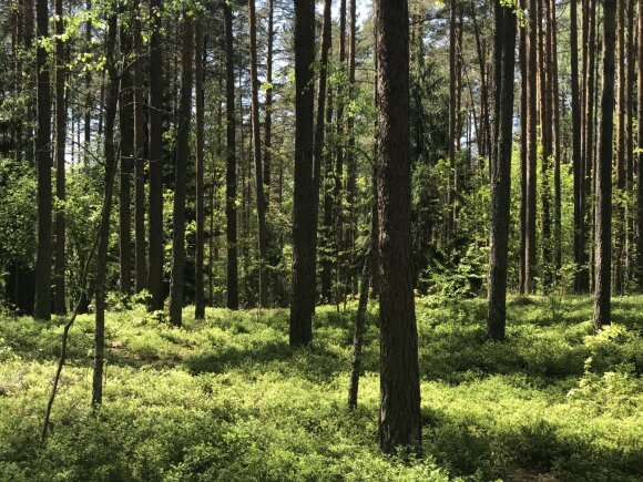 Klimato kaita keičia Lietuvos mišką: žiemą dygsta grybai, bunda barsukai, atklysta šakalai