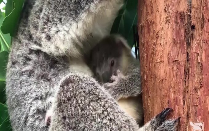 V Avstralijskom Zooparke Malysh Koala Vpervye Poyavilsya Na Publike Do Etogo Zhil U Mamy V Sumke Delfi Tv